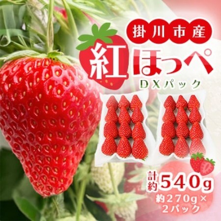 【先行受付】総重量約540g【掛川市産いちご】紅ほっぺ DXパック(2パック入)【配送不可地域：離島・北海道・沖縄県・四国・九州】【1635327】