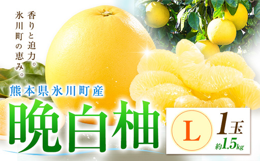 柑橘 晩白柚 L 1玉 1.5kg 日本フルーツ株式会社