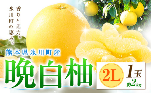 柑橘 晩白柚 2L 1玉 2kg 日本フルーツ株式会社