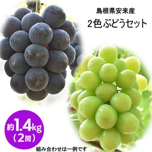 [先行予約] 2色詰め安来ぶどう詰合せ 約1.4kg[ 2房 シャインマスカット ピオーネ クイーンニーナ 2種 おまかせ 旬 詰め合わせ 先行 受付 冷蔵配送 フルーツ 島根県 安来市][19-JY-11]