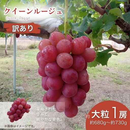[2026年先行予約]訳あり クイーンルージュ®︎ 大粒(約680g~約730g×1房) | 果物 フルーツ 赤ぶどう 葡萄 ブドウ 種無し 種なし 皮ごと 千曲市 長野県 信州