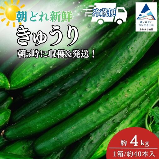 きゅうり 約4kg 朝獲れ 夏野菜 胡瓜 キュウリ 石川県 小松市 JAあぐり