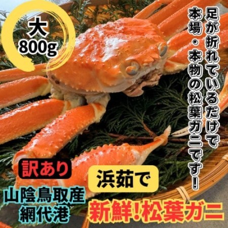 【さかなや新鮮組】鳥取県産 訳あり 浜茹で松葉ガニ(大)800g以上 1枚 漁港直送【配送不可地域：離島・北海道・沖縄県・東北・信越、北陸】【1759535】