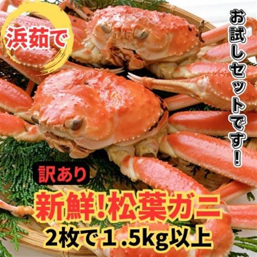 【さかなや新鮮組】鳥取県産 訳あり 浜茹で 松葉ガニ1.5kgセット ご家庭用 漁港直送【配送不可地域：離島・北海道・沖縄県・東北・信越、北陸】【1759553】