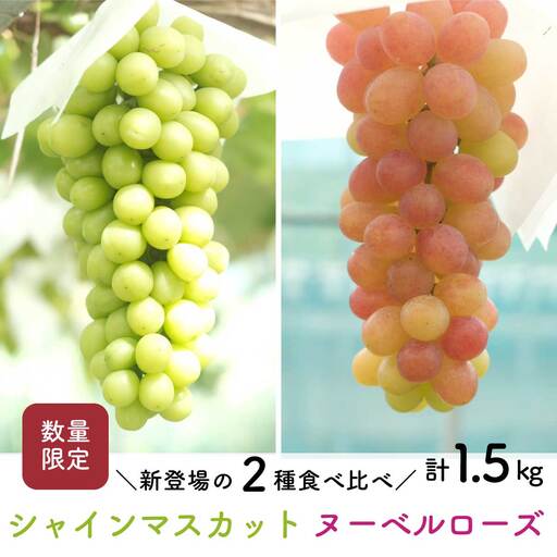 [先行予約・2026年9月]シャインマスカット&ヌーベルローズ 食べ比べセット 約1.5kg|数量限定・農家直送・種なしぶどう