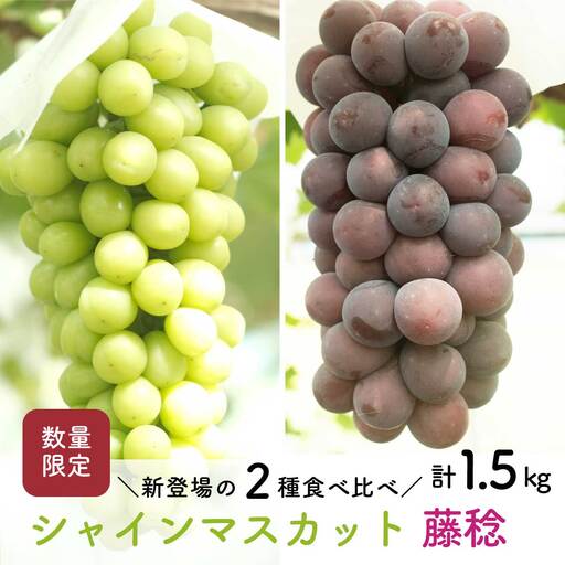 [先行予約・2026年9月]シャインマスカット&藤稔 食べ比べセット 約1.5kg|数量限定・農家直送・大粒ぶどう