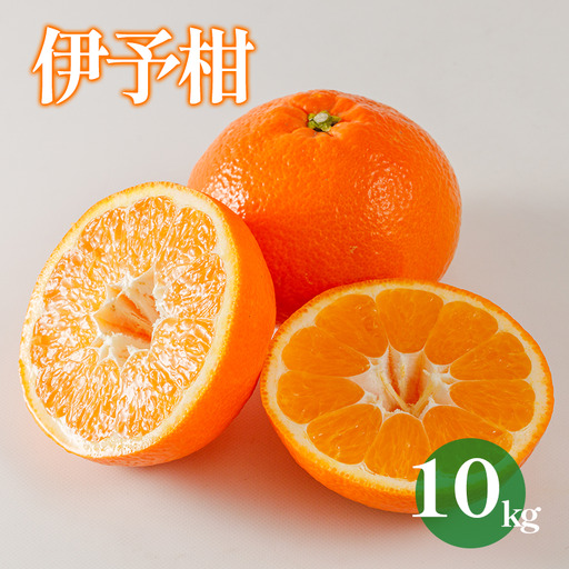 【2027年1月下旬から順次発送 】【伊予柑】 約10kg 伊予柑 愛媛県松山市【DRM006】