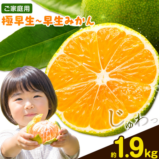 ご家庭用 早生みかん ご家庭用 みかん 約1.9kg