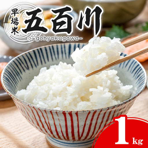 [先行予約受付中!R8年9月上旬から順次発送予定]五百川 1kg お米 おこめ 米 コメ 白米 早場米 極早生品種 ご飯 ごはん おにぎり お弁当[赤間農業開発株式会社]ta716