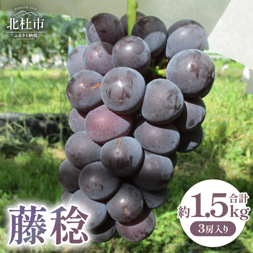 [2026年発送 先行予約]藤稔 約1.5kg [h254]