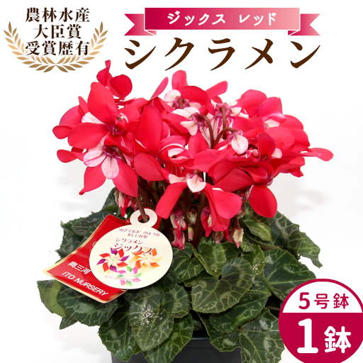 [予約品][シクラメン:ジックス]農林水産大臣賞受賞 愛知県産 シクラメン 5号鉢 花 レッド プレゼント 贈り物 鉢花 鉢 ガーデン ガーデニング 高品質 クリスマス -279