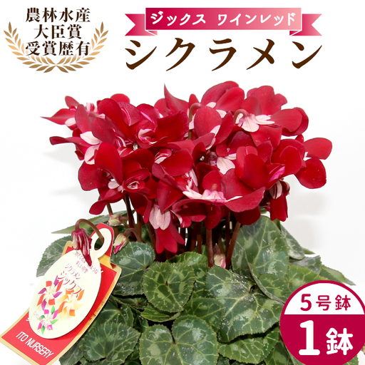 [予約品][シクラメン:ジックス ] ワインレッド 農林水産大臣賞受賞 愛知県産 シクラメン 5号鉢 花 プレゼント 贈り物 鉢花 鉢 ガーデン ガーデニング 高品質 クリスマス -280