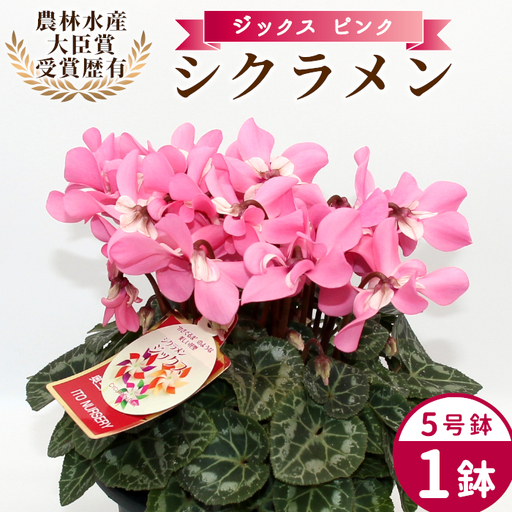 [予約品][シクラメン:ジックス ]農林水産大臣賞受賞 愛知県産 5号鉢 花 ピンク プレゼント 贈り物 鉢花 鉢 ガーデン ガーデニング 高品質 クリスマス -281