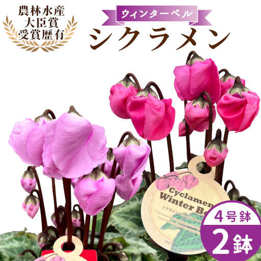 [予約品][シクラメン:ウィンターベル]農林水産大臣賞受賞 愛知県産 シクラメン 4号鉢×2鉢 花 生花 マゼンタ バイオレット プレゼント 贈り物 鉢花 鉢 ガーデン ガーデニング 高品質 クリスマス -278
