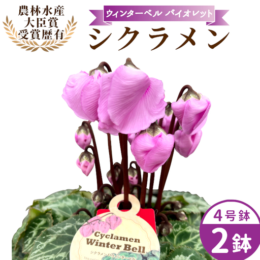 [予約品][シクラメン:ウィンターベル]農林水産大臣賞受賞 愛知県産 シクラメン 4号鉢×2鉢 花 生花 バイオレット プレゼント 贈り物 鉢花 鉢 ガーデン ガーデニング 高品質 クリスマス -277