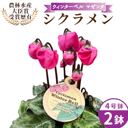 [予約品][シクラメン:ウィンターベル]農林水産大臣賞受賞 愛知県産 シクラメン 4号鉢×2鉢 ウィンターベル 花 生花 マゼンタ プレゼント 贈り物 鉢花 鉢 ガーデン ガーデニング 高品質 クリスマス -276