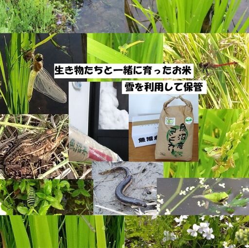 【魚沼ブランド】玄米5kg 3ヶ月毎に全4回お届け【有機栽培・生態系保全・再生可能エネルギー・エコファーマー・生産工程管理】魚沼産コシヒカリ