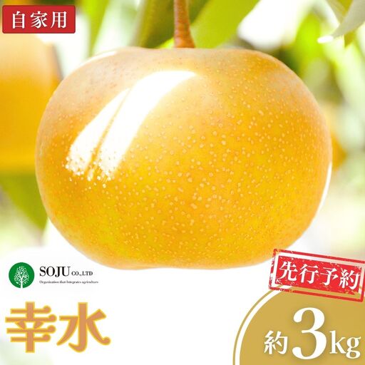 先行予約 和梨 幸水 自家用 約3kg 令和8年 新潟県 三条果樹専門家集団