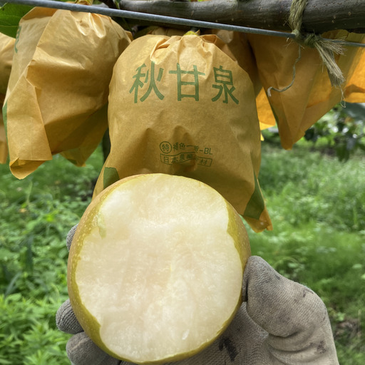 秋甘泉(赤秀) 3kg[彩花園]