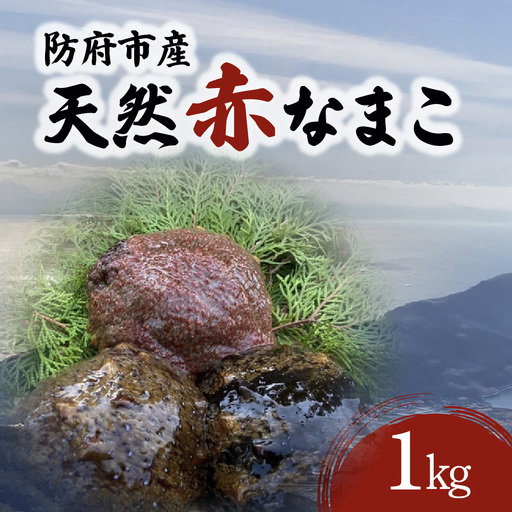 防府市産天然赤なまこ1kg 凪翔政栄丸 山口県 防府市 B47 なまこ 赤ナマコ 活き 瀬戸内海 珍味 このわた 海鮮 おつまみ 高級
