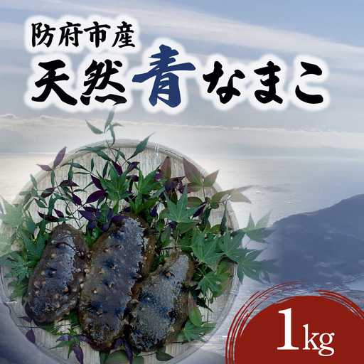 防府市産天然青なまこ1kg 凪翔政栄丸 山口県 防府市 A-F32 青なまこ ナマコ 活き 瀬戸内海 珍味 このわた 海鮮 おつまみ 刺身