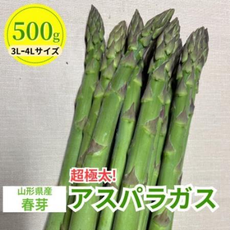 【先行予約】令和9年 山形県川西町産 雪国春アスパラガス (超極太) 3L～4Lサイズ　500g【配送不可地域：離島・北海道・沖縄県・信越、北陸・近畿・中国・四国・九州】【1764695】