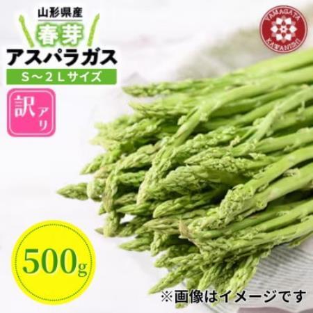 【先行予約】令和9年 山形県川西町産 雪国春アスパラガス 訳あり(不揃い) S～2Lサイズ　500g【配送不可地域：離島・北海道・沖縄県・信越、北陸・近畿・中国・四国・九州】【1764700】
