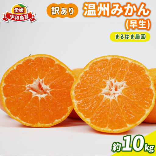 [ みかん ] 訳あり 早生温州 約10kg まるはま農園 みかん