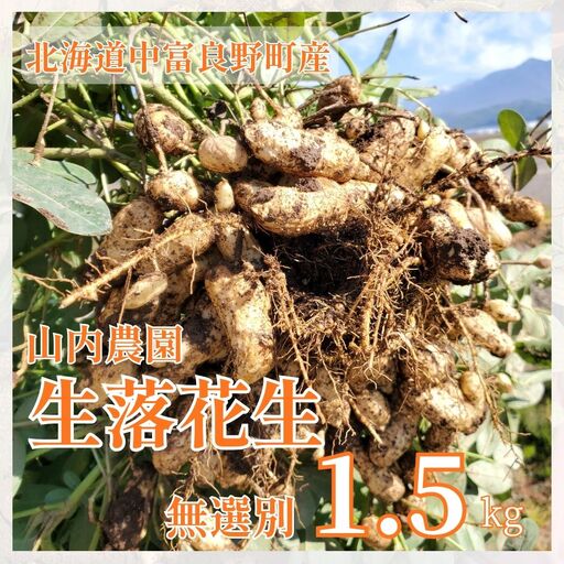 山内農園の無選別 生落花生 1.5kg[AW-023]