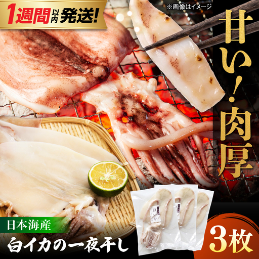 [1週間以内発送]イカ 白イカ 一夜干し 3枚セット[ALDB025]