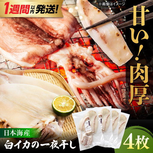 [1週間以内発送]白イカ 一夜干し 4枚セット イカ 一夜干し 干物[ALDB026]