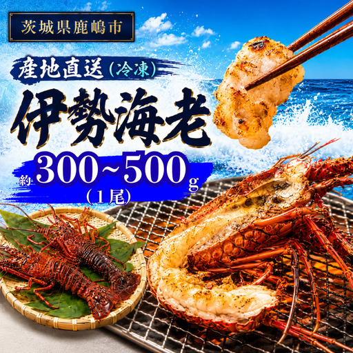 [ 伊勢海老 ] 300〜500g 1尾 冷凍 伊勢海老