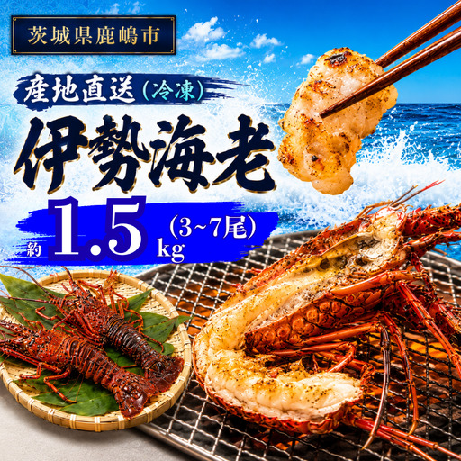 【 伊勢海老 】 約1.5kg 3～7尾 冷凍 伊勢海老