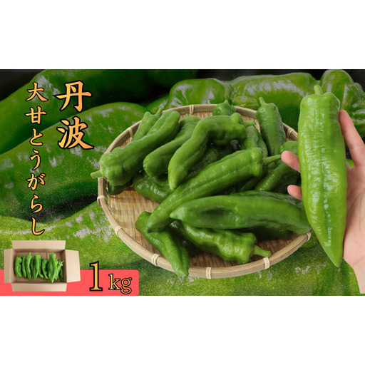 丹波大甘とうがらし 1kg トウガラシ 唐辛子 野菜 京都府産 南丹市