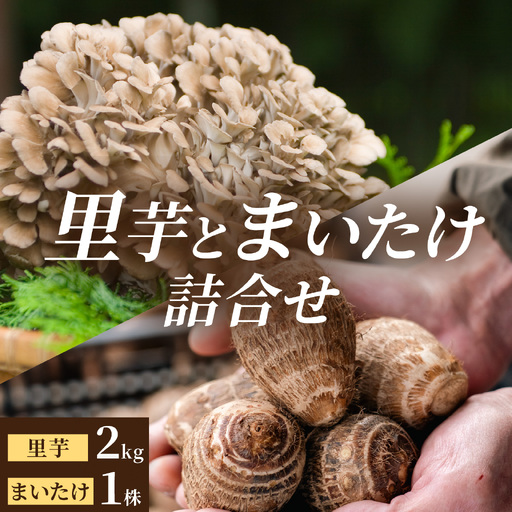 [先行予約]上庄の里芋 2kgと九頭竜まいたけ1株の[詰合せ]11月配送 里芋 まいたけ