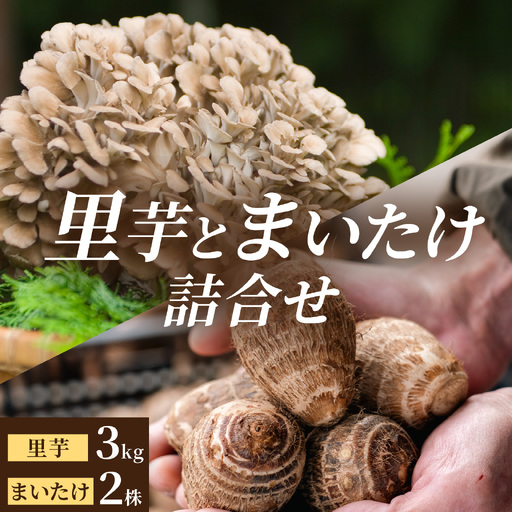 【先行予約】上庄の里芋 3kgと九頭竜まいたけ2株の【詰合せ】11月配送 里芋 まいたけ