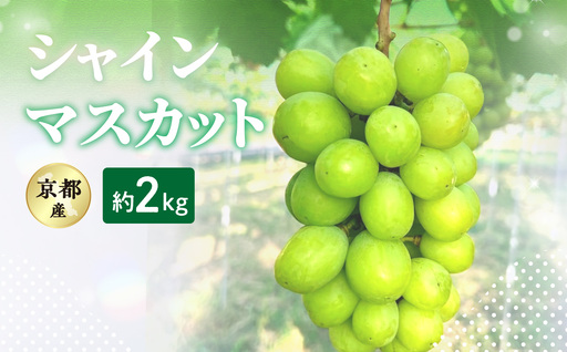 2026年 シャインマスカット 約2kg 京都木津川市産 フルーツ 106-02