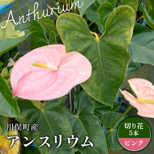 川俣町産 アンスリウム ピンク 福島県 ハウス 栽培 インテリア 自然 植物 花 切り花 FAF-0235