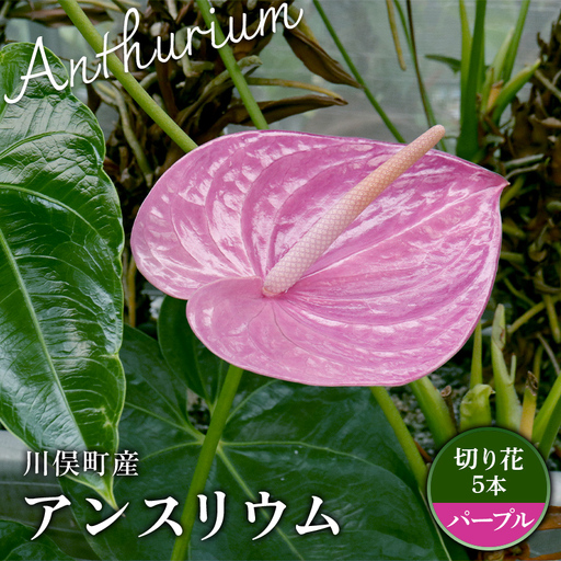 川俣町産 アンスリウム パープル 福島県 ハウス 栽培 インテリア 自然 植物 花 切り花
