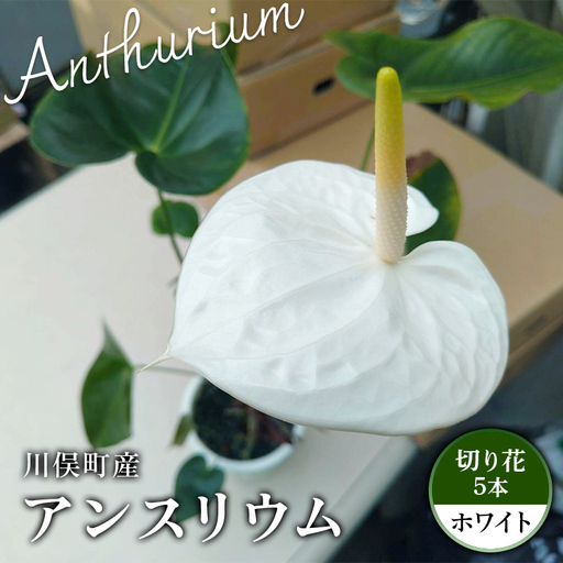 川俣町産 アンスリウム ホワイト 福島県 ハウス 栽培 インテリア 自然 植物 花 切り花 FAF-0237