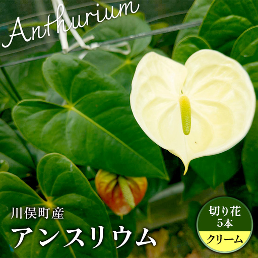 川俣町産 アンスリウム クリーム 福島県 ハウス 栽培 インテリア 自然 植物 花 切り花