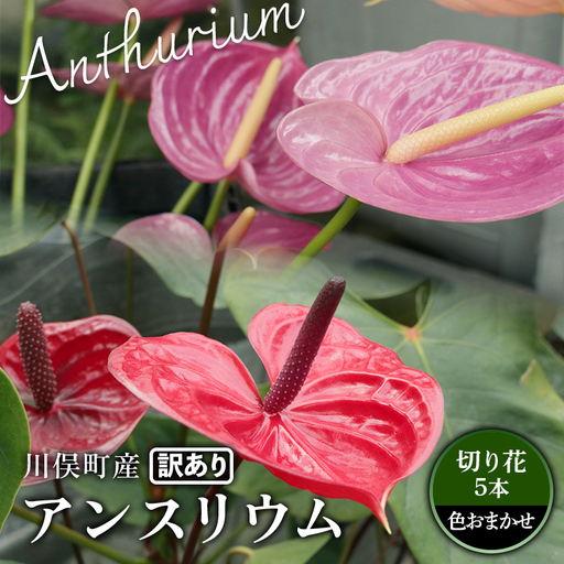 川俣町産 訳あり アンスリウム 色おまかせ 福島県 ハウス 栽培 インテリア 自然 植物 花 切り花 FAF-0241