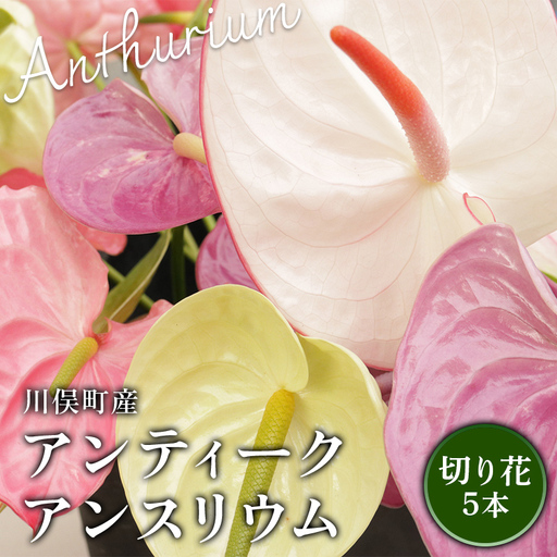 川俣町産 アンティーク アンスリウム 福島県 ハウス 栽培 インテリア 自然 植物 花 切り花 FAF-0242