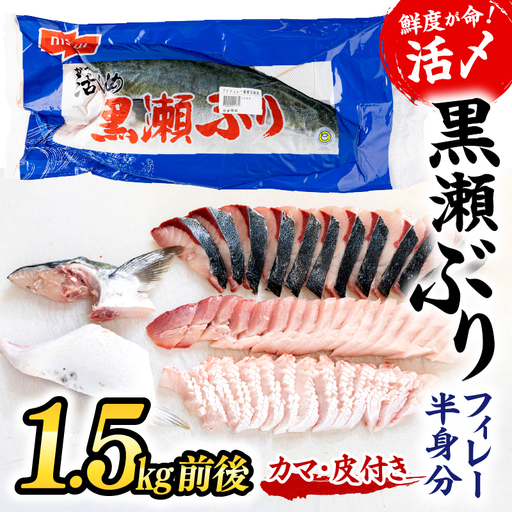 ＜2026年9月発送＞高評価！活じめ！黒瀬ぶりの生鮮ブリフィレー （1.5kg前後）_K001-004-2609