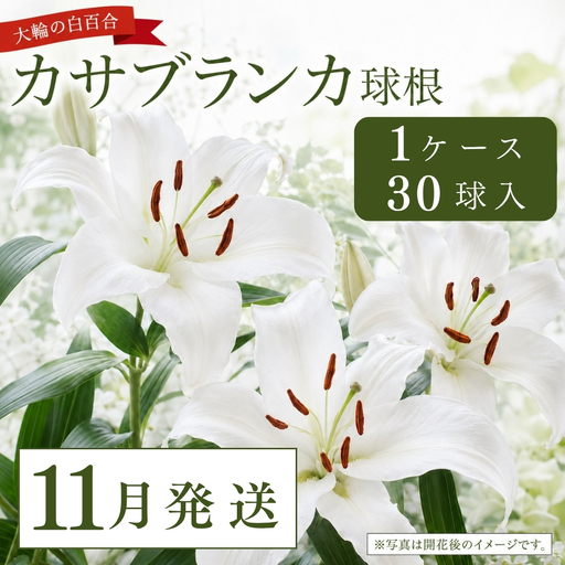 [11月発送]カサブランカ球根 計30個 (30個入×1ケース) | 津南町 カサブランカ