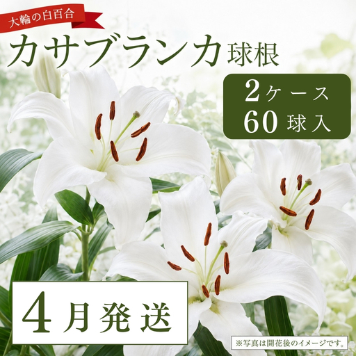 【4月発送】カサブランカ球根 計60個 (30個入×2ケース) | 津南町 カサブランカ