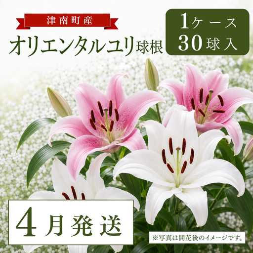 4月発送】オリエンタルユリ球根 計30個 (30個入×1ケース) | 津南町