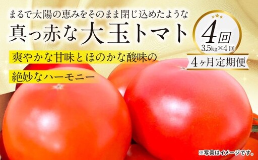【4か月連続定期便】『まるで太陽の恵みをそのまま閉じ込めたような真っ赤な大玉トマト』約3.5kg×4回 計14㎏ 特別な定期便 （熊本県産） 【2027年1月下旬発送開始】野菜 やさい トマト とまと 大玉トマト
