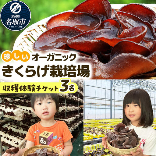 珍しいオーガニックきくらげ栽培場 収穫体験×3名様[簡易書留] 体験 見学 オーガニック 有機栽培 国産
