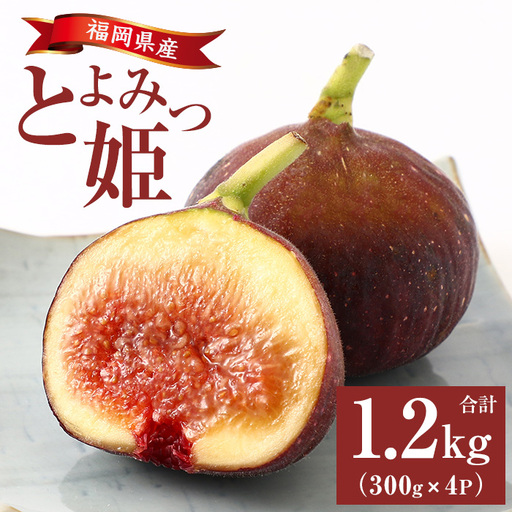 ≪先行予約受付中!2026年8月上旬順次発送予定≫福岡県産 とよみつ姫(計1.2kg・300g×4P) いちじく 無花果 イチジク いちぢく とよみつひめ 果物 くだもの フルーツ 青果 青果物 生 旬 おやつ デザート あまい 完熟 4パック 食物繊維 美容 冷蔵[錦屋商事]as48-002